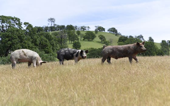 Simas Farms